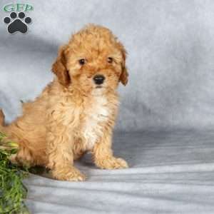 Jessie, Miniature Poodle Puppy